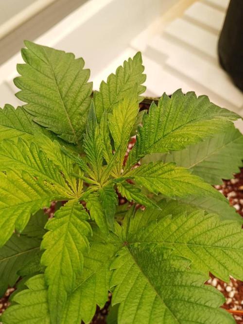 Grandpa Zombie. Week 6 - 28/01