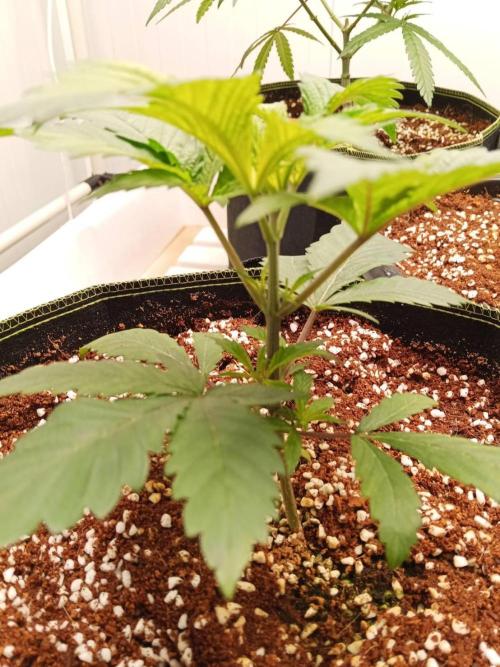 Grandpa Zombie. Week 6 - 28/01