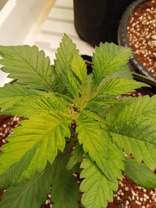 Grandpa Zombie. Week 6 - 28/01