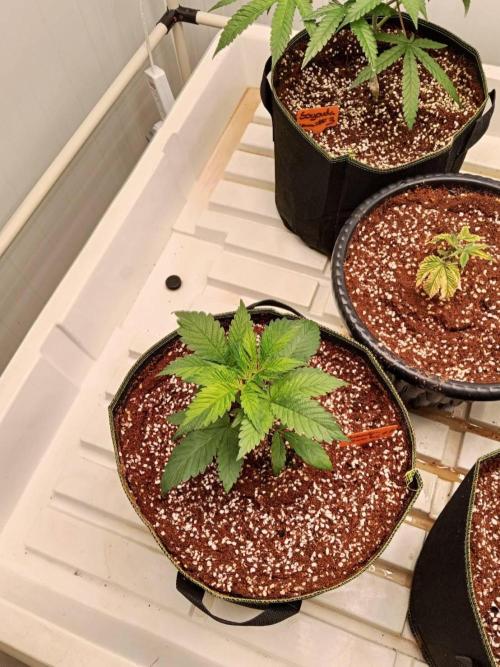 Grandpa Zombie. Week 6 - 28/01