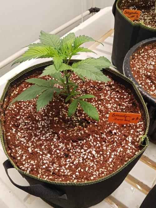 Grandpa Zombie. Week 6 - 28/01