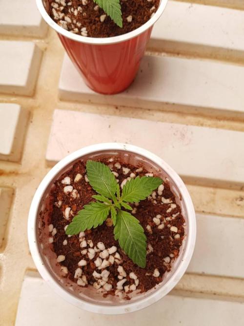 Chocolope Kush. Week 2 - 28/01