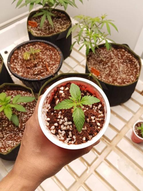 Chocolope Kush. Week 2 - 28/01