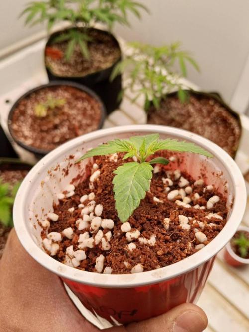 Chocolope Kush. Week 2 - 28/01