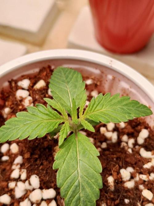 Chocolope Kush. Week 2 - 28/01