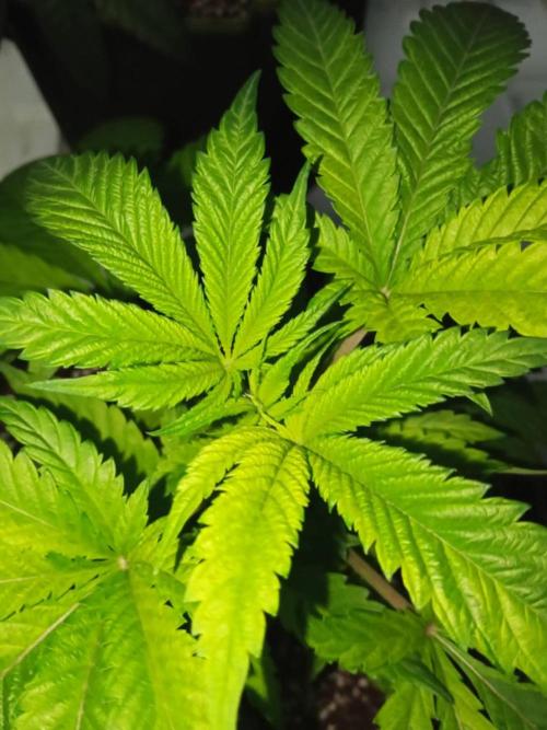 Grandpa Zombie. Week 6 - 04/02