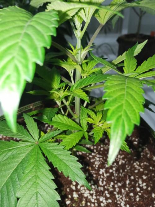 Grandpa Zombie. Week 6 - 04/02