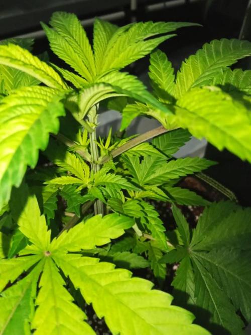 Grandpa Zombie. Week 6 - 04/02