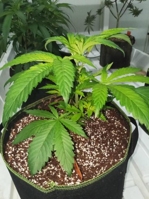 Grandpa Zombie. Week 6 - 04/02