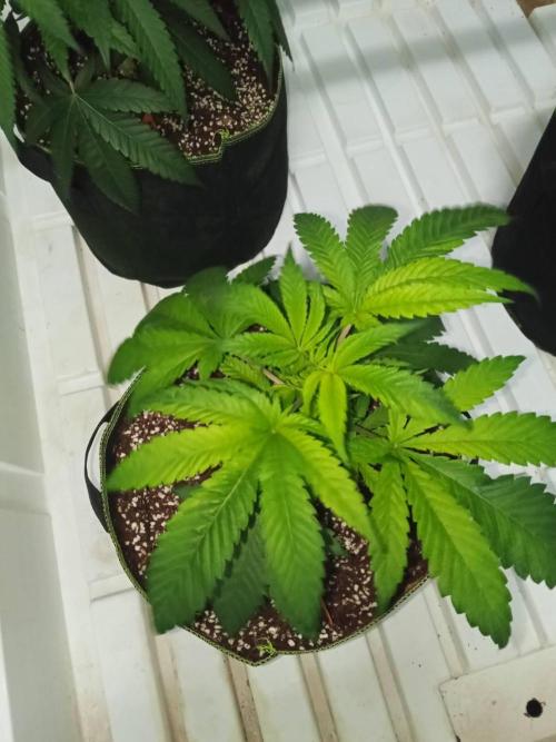 Grandpa Zombie. Week 6 - 04/02