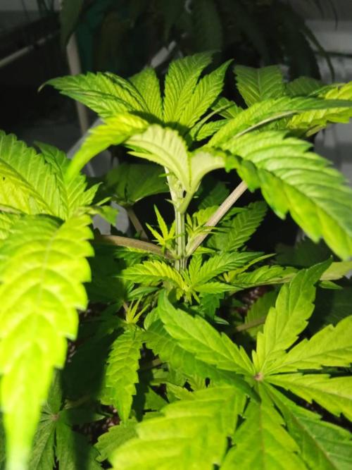 Grandpa Zombie. Week 6 - 04/02