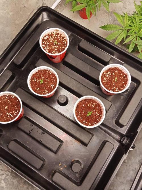 Pralines. Week 1 - 04/02