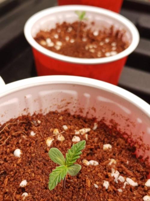 Pralines. Week 1 - 04/02