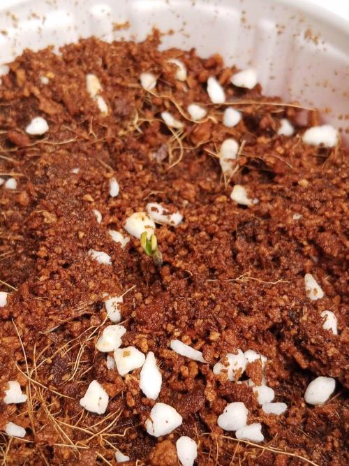 Pralines. Week 1 - 04/02