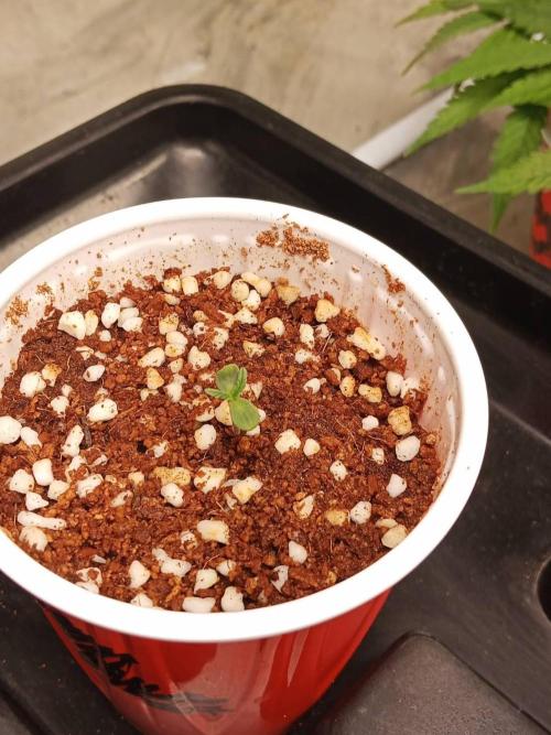 Pralines. Week 1 - 04/02