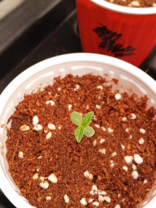 Pralines. Week 1 - 04/02