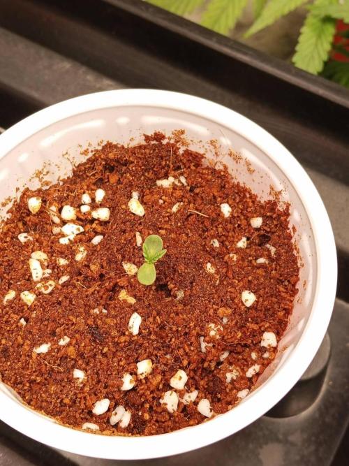 Pralines. Week 1 - 04/02