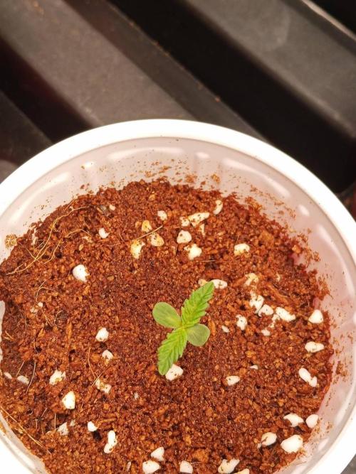 Pralines. Week 1 - 04/02