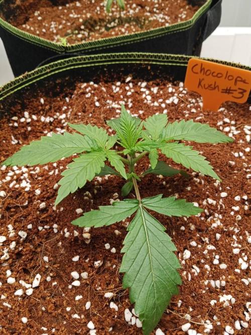 Chocolope Kush. Week 3 - 04/02