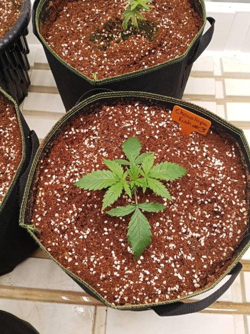 Chocolope Kush. Week 3 - 04/02