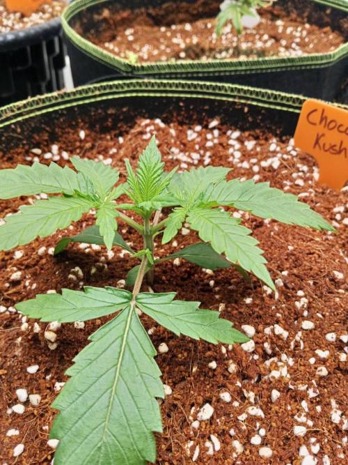 Chocolope Kush. Week 3 - 04/02
