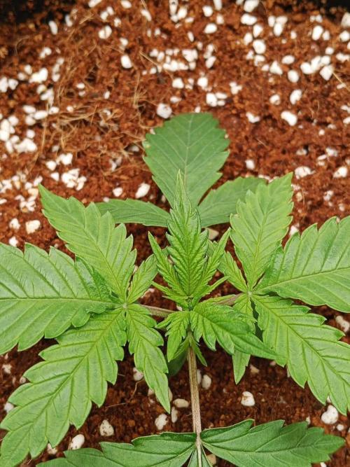 Chocolope Kush. Week 3 - 04/02