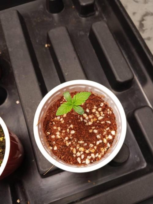 Grandpa Zombie. Week 2