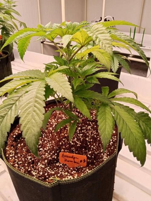 Grandpa Zombie. Week 7 - 07/02