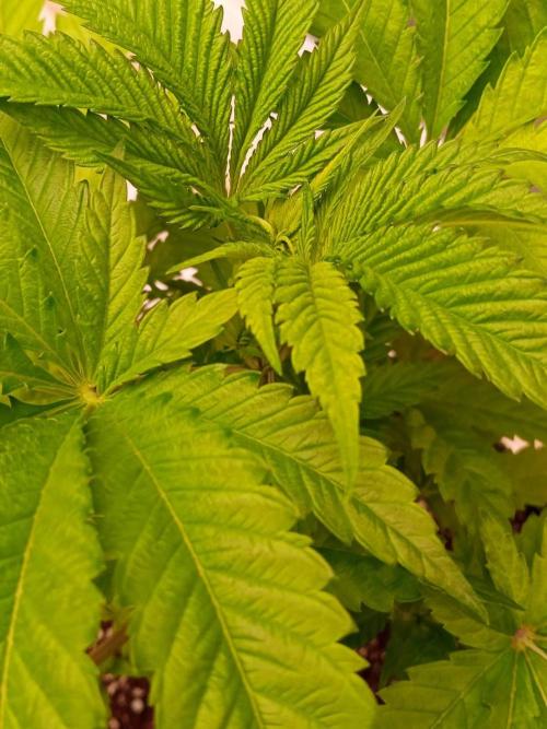 Grandpa Zombie. Week 7 - 07/02