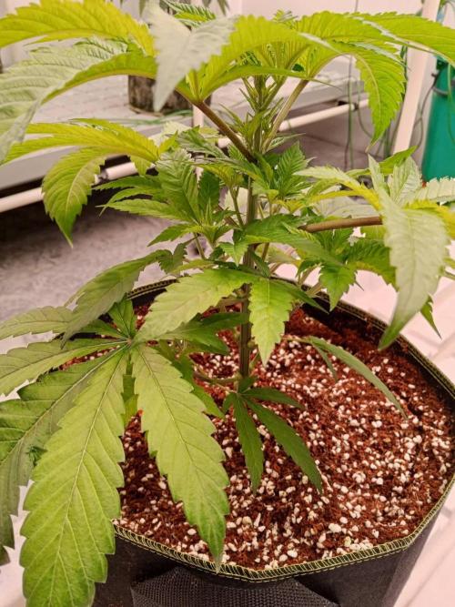 Grandpa Zombie. Week 7 - 07/02