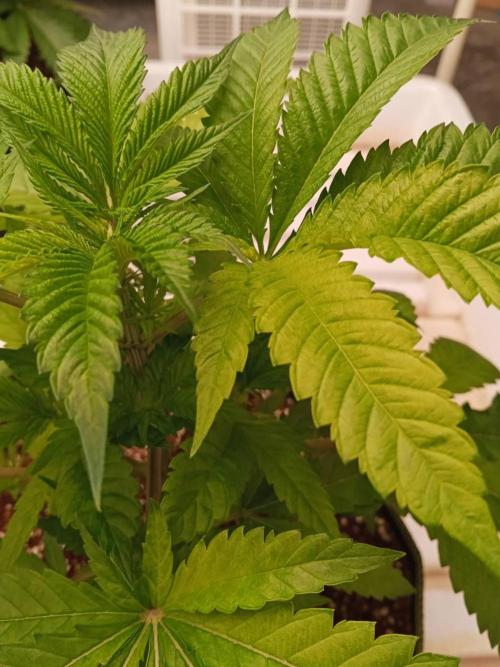 Grandpa Zombie. Week 7 - 07/02