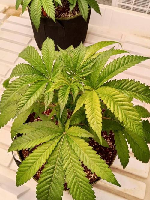 Grandpa Zombie. Week 7 - 07/02