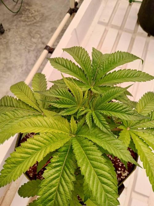 Grandpa Zombie. Week 7 - 07/02