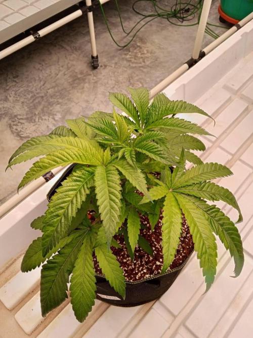 Grandpa Zombie. Week 7 - 07/02