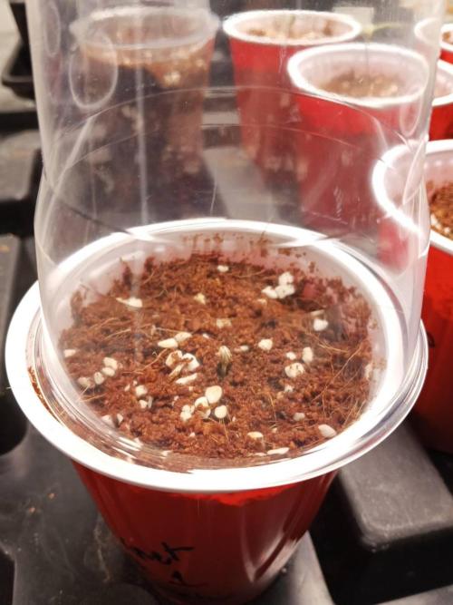 10th Planet R1. Week 0 - 07/02