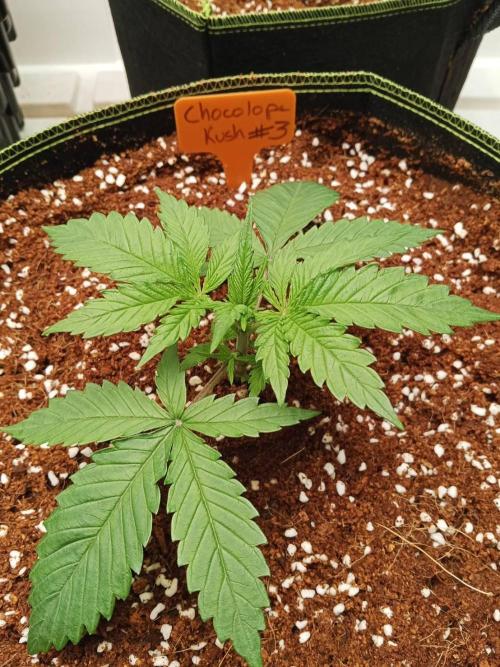 Chocolope Kush. Week 4 - 07/02