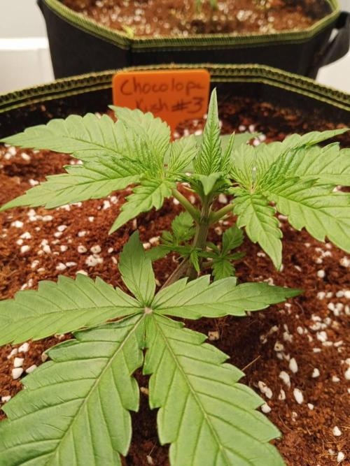 Chocolope Kush. Week 4 - 07/02