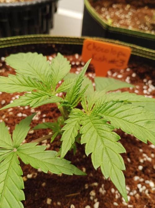 Chocolope Kush. Week 4 - 07/02