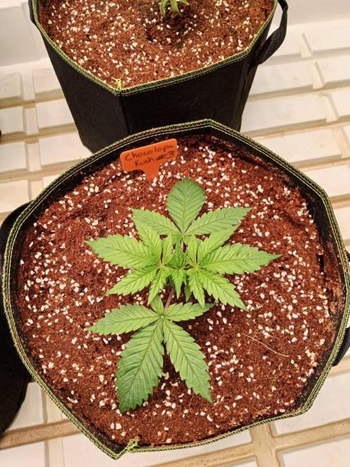 Chocolope Kush. Week 4 - 07/02