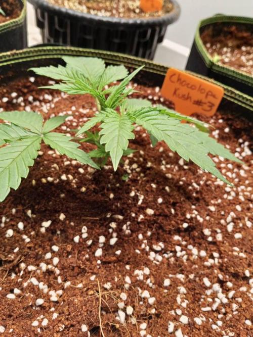 Chocolope Kush. Week 4 - 07/02