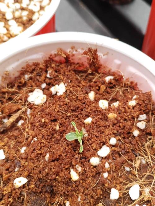 10th Planet R1. Week 1 - 12/02