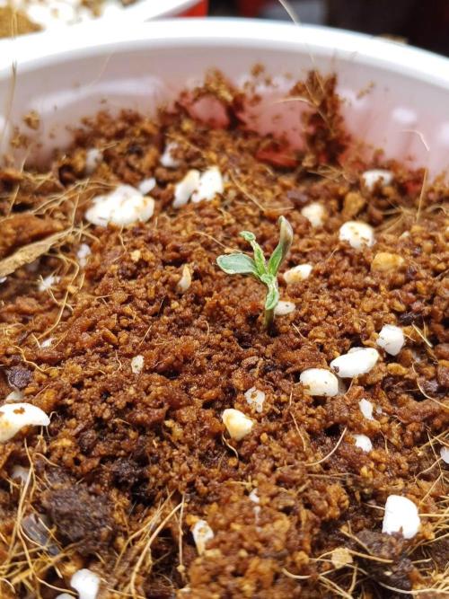 10th Planet R1. Week 1 - 12/02