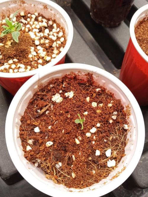 10th Planet R1. Week 1 - 12/02