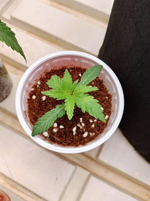 Pralines. Week 2 - 12/02