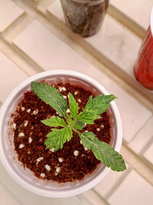 Pralines. Week 2 - 12/02