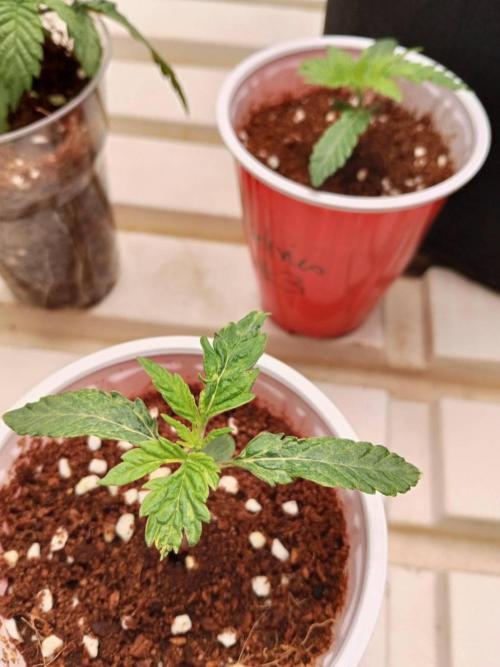 Pralines. Week 2 - 12/02