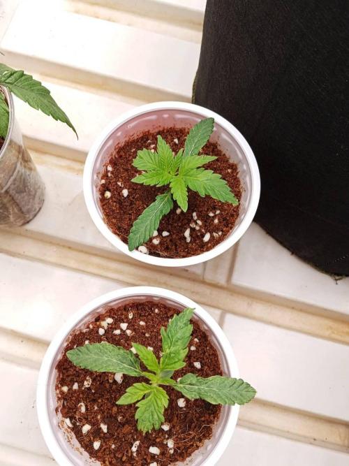 Pralines. Week 2 - 12/02