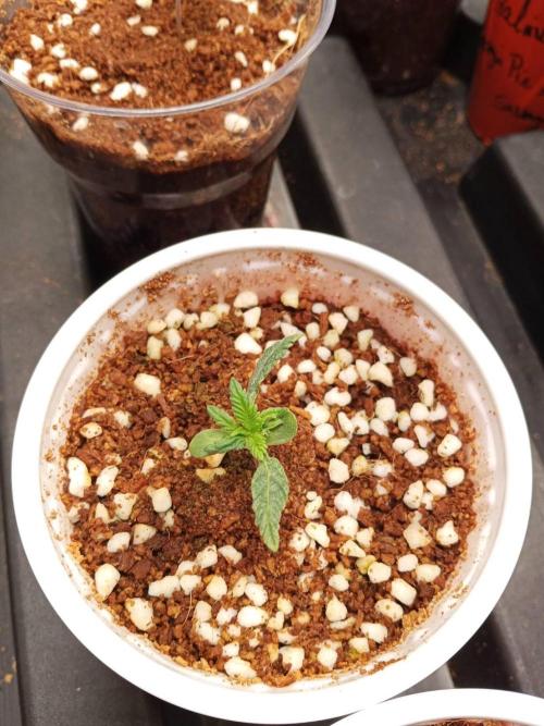 Pralines. Week 2 - 12/02