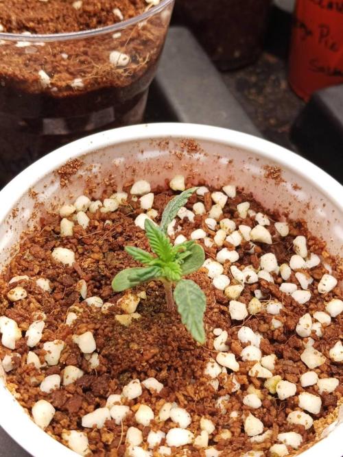 Pralines. Week 2 - 12/02