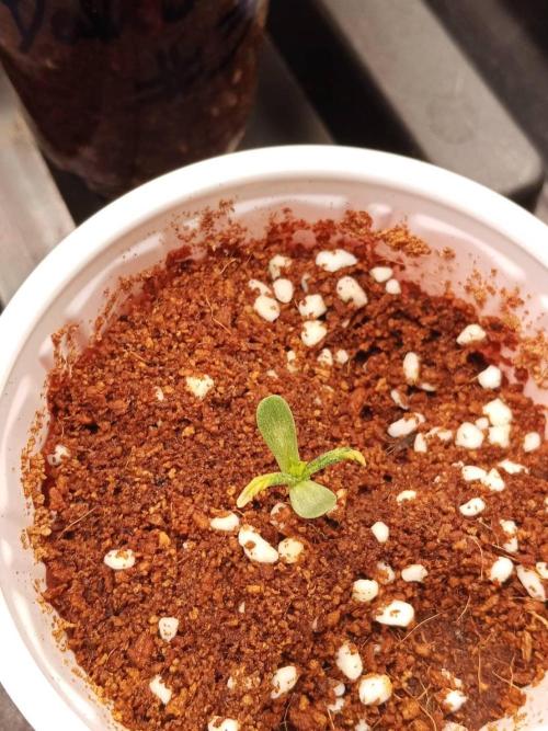 Pralines. Week 2 - 12/02